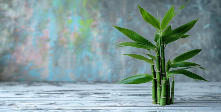 Lucky Bamboo