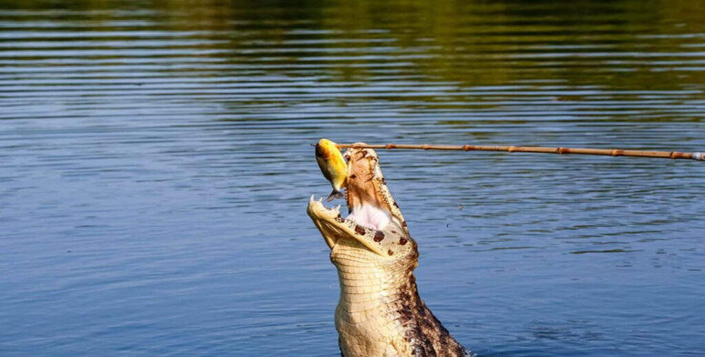 Can You Eat Crocodile